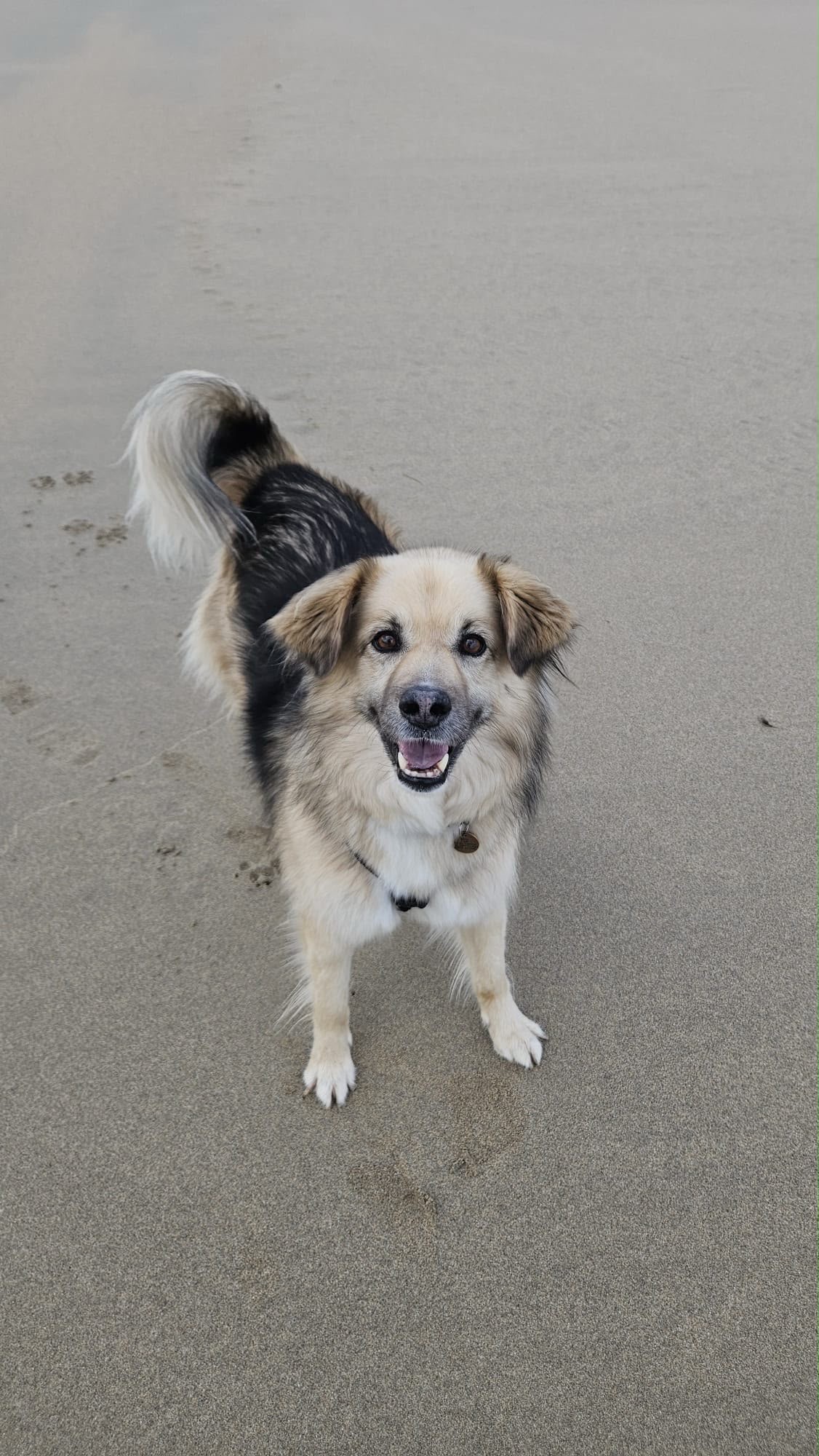 Benji